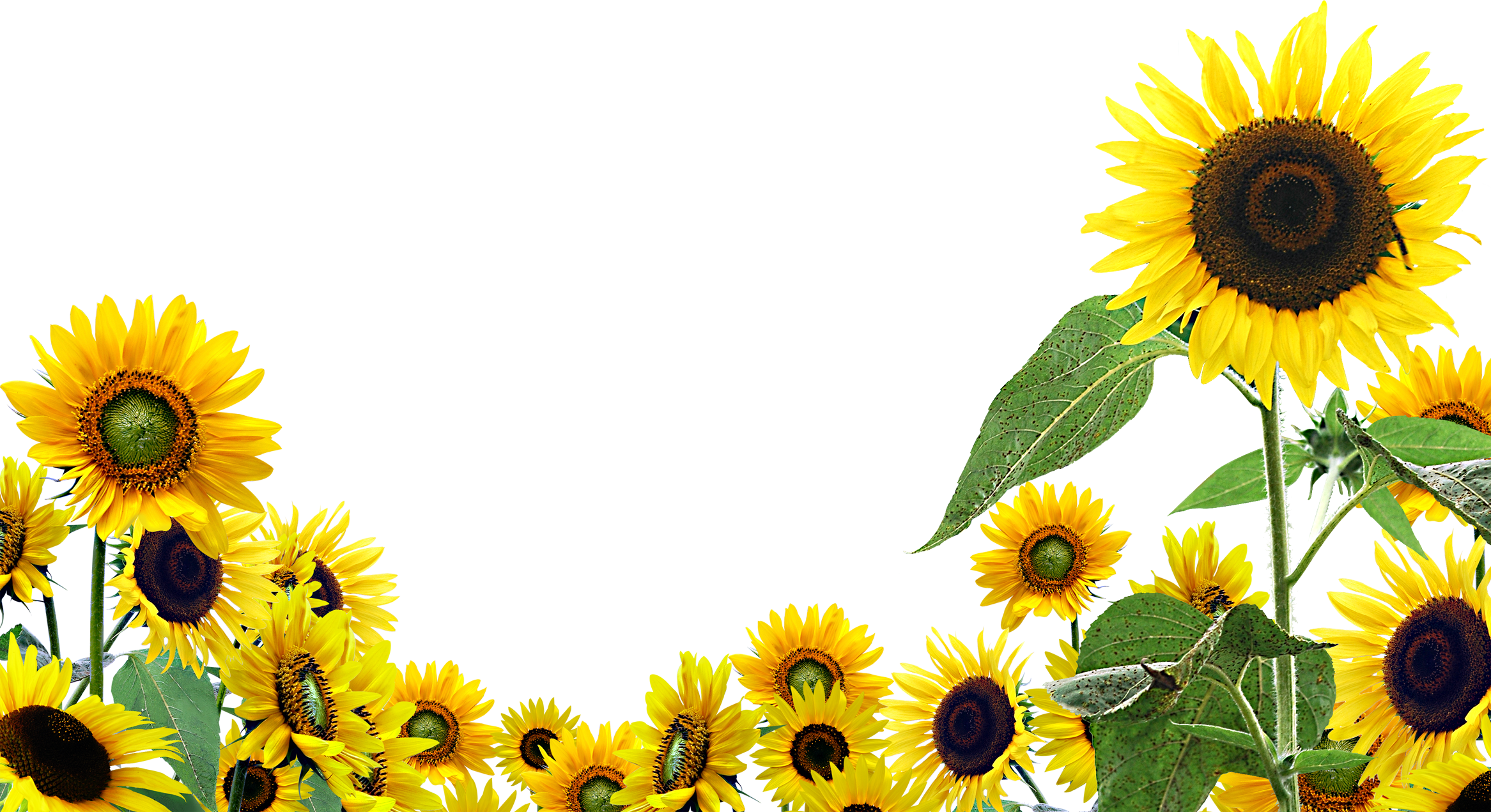 17 172681_sunflower background sunflower png